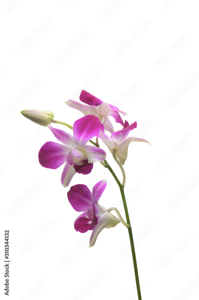 Purple White Orchid flowers blossom isolated on a white