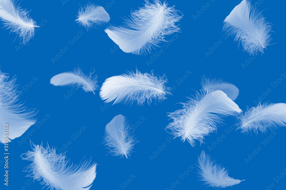 Fototapeta premium Soft white feathers floating in the air, a blue background
