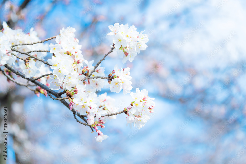 桜の花