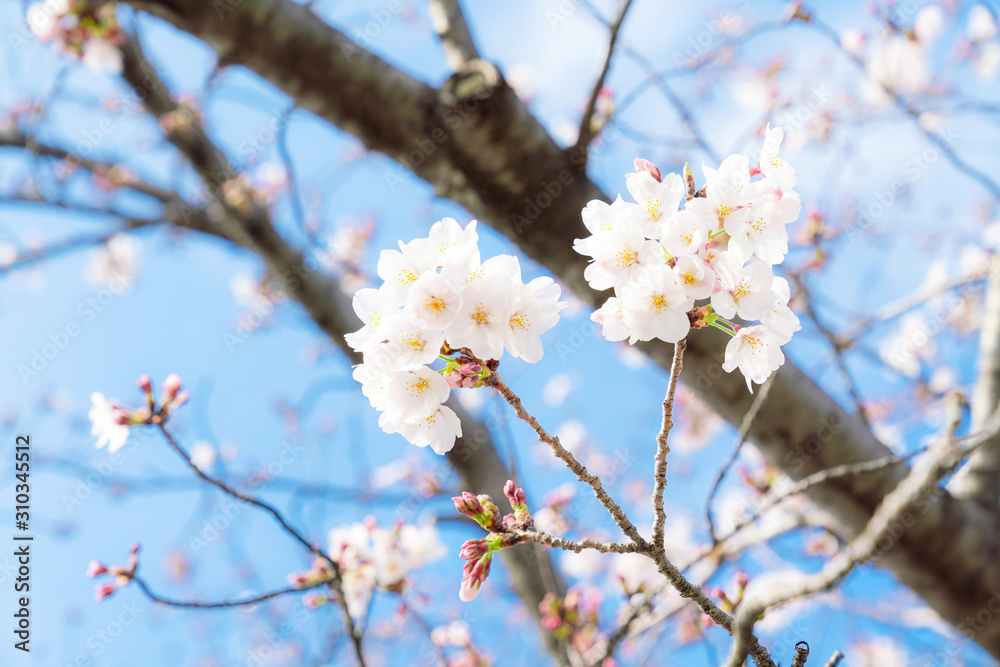 桜の花