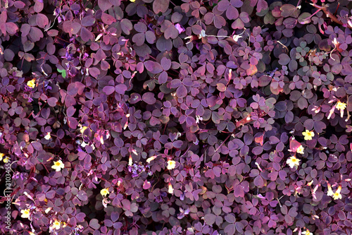 Fototapeta Naklejka Na Ścianę i Meble -  Background and texture of natural climbing plant, small purple leaves with white and yellow flowers. Natural lighting.