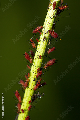 Red aphid cluster on a plant stem in Connecticut.