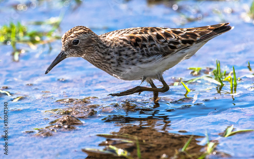 Slika na platnu A diminutive least sandpiper probes a shallow marsh.