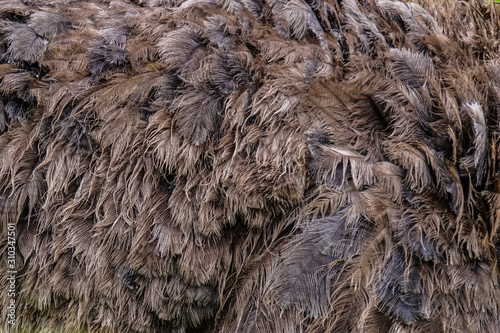 Close-up of ostrich feathers