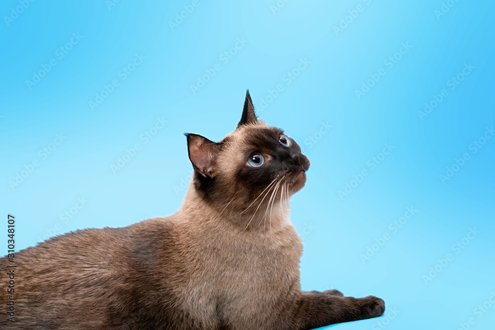 a Siamese cat lies in the corner of the frame and looks up at the blue background