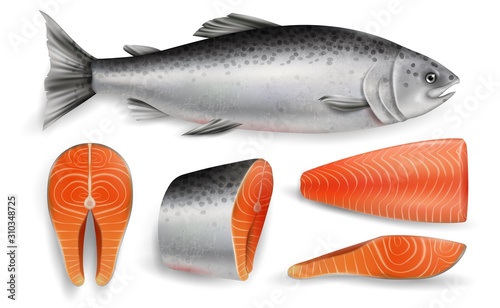 Salmon red fish, vector realistic isolated illustration