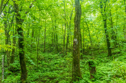 Fototapeta Naklejka Na Ścianę i Meble -  Shirakami Mountains Beech Forest In Aomori Prefecture