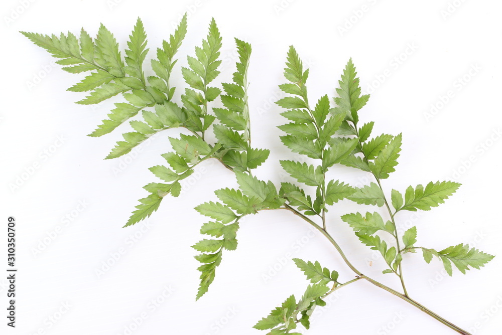 Green leaf isolated on a white background Green leaf isolated on a white background