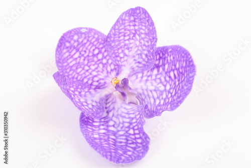 vanda coerulea on a white background.