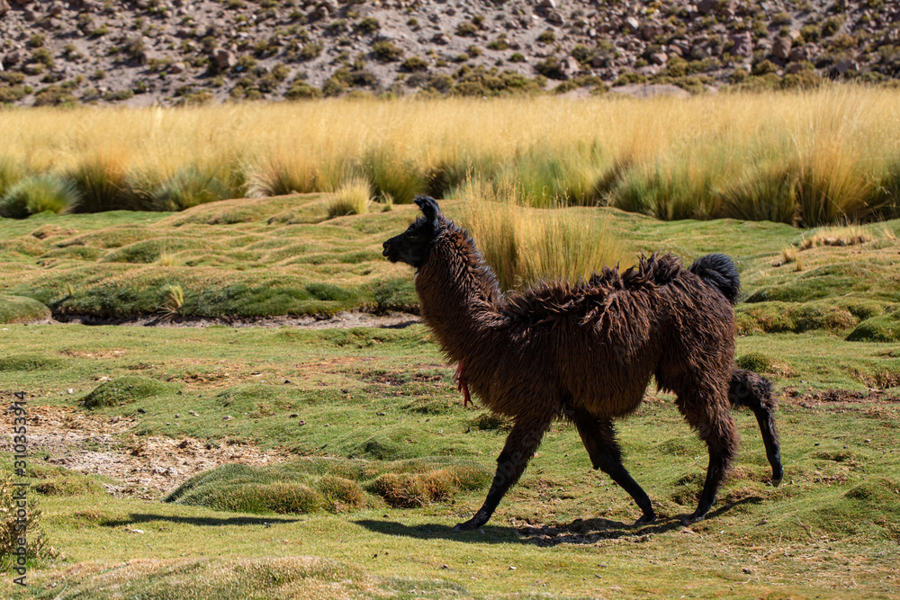 Fototapeta premium Llama walking through the grass of the Atacama desert Chile