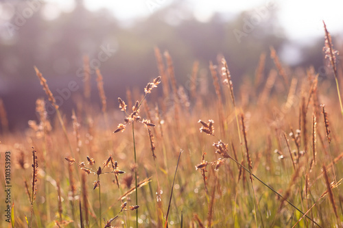 Natural autumn grass at dawn