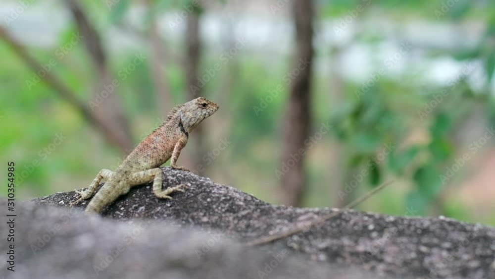 Oriental Garden Lizard, eastern garden lizard or changeable lizard on the rock with green natural background , animal wildlife concept. Oriental Garden Lizard, eastern garden lizard or changeable lizard on the rock with green natural background , animal wildlife concept.