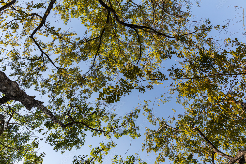 Fototapeta premium green leaves shining on blue sky background