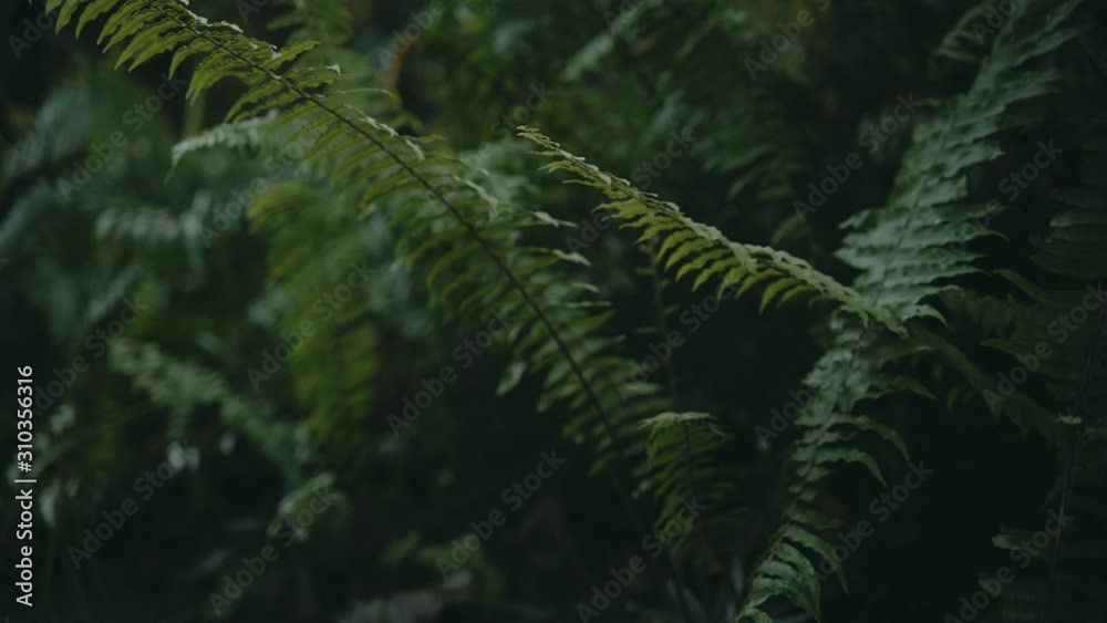 Closeup of a leaf of a tropical plant. Natural background. Closeup of a leaf of a tropical plant. Natural background.