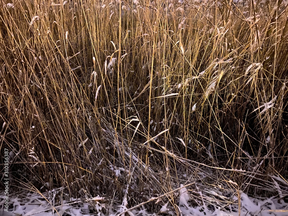 Fototapeta premium dry grass in the wind