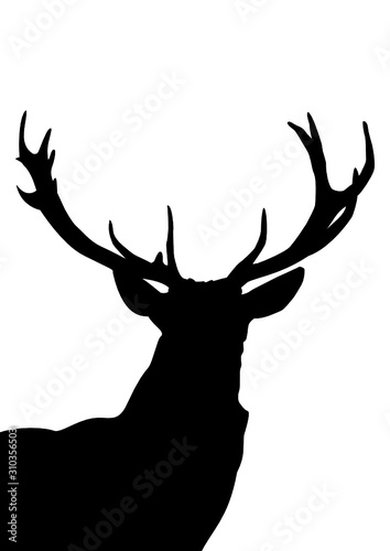 Hirsch