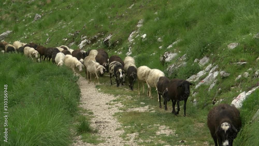 Wide shot of black and white sheep walking on gravel road in mountains. Wide shot of black and white sheep walking on gravel road in mountains.