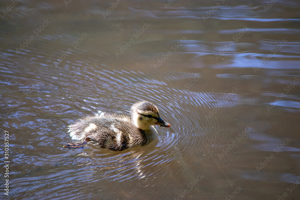 baby duckling chick swimming in fresh water in washington state baby duckling chick swimming in fresh water in washington state