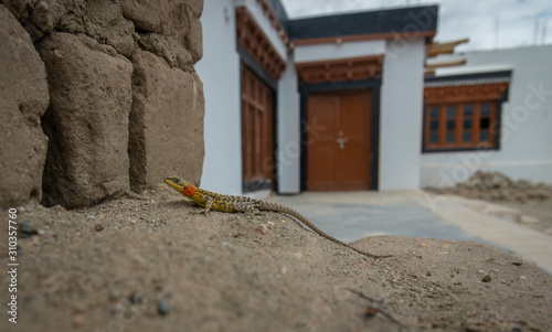 Himalayan Agama or Paralaudalia Himalayana Seen in the summer months around Leh city, Ladakh, India, Asia photo