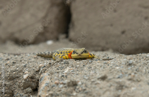 Himalayan Agama or Paralaudalia Himalayana Seen in the summer months around Leh city, Ladakh, India, Asia photo