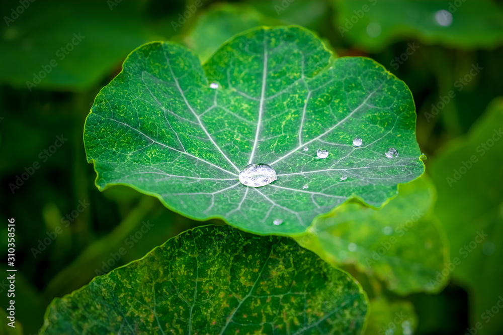 Large dew drop in the middlel of green lotus leaf extreme closeup with shallow depth of field Large dew drop in the middlel of green lotus leaf extreme closeup with shallow depth of field