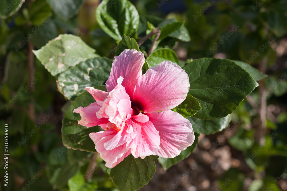 hermosa flor de color rosa.