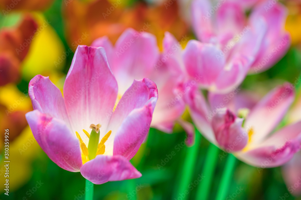 Colorful Pink Tulip flowers (Tulipa) are blooming in spring flower garden Colorful Pink Tulip flowers (Tulipa) are blooming in spring flower garden