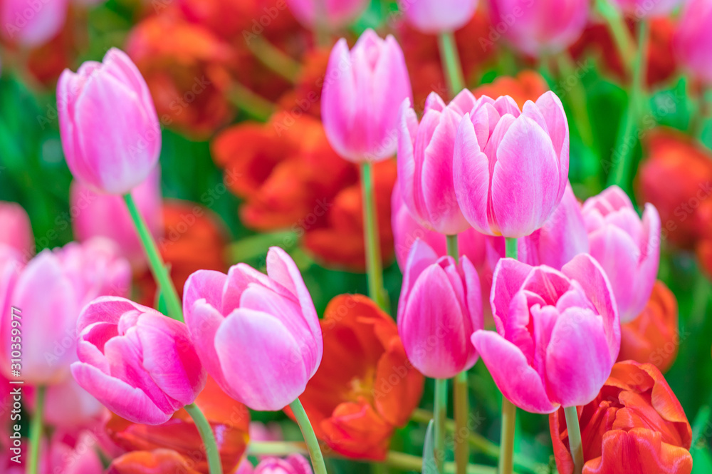 Colorful Pink Tulip flowers (Tulipa) are blooming in spring flower garden