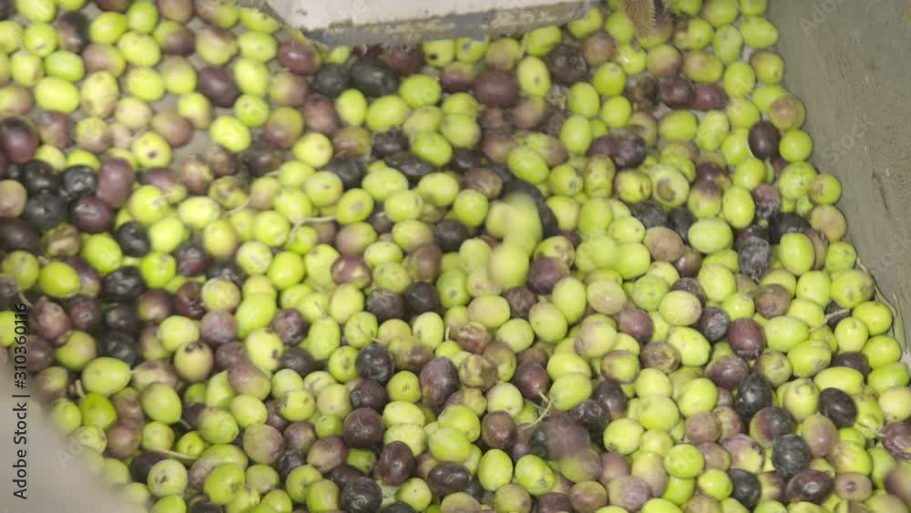 Mechanical Sieve for Ripe Olives in Olive Oil Factory Mechanical Sieve for Ripe Olives in Olive Oil Factory