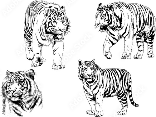 vector drawings sketches different predator   tigers lions cheetahs and leopards are drawn in ink by hand   objects with no background 