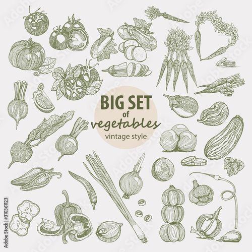 Big collection of hand-drawn vegetables, vector illustration in vintage style