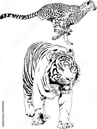 Fototapeta Naklejka Na Ścianę i Meble -  vector drawings sketches different predator , tigers lions cheetahs and leopards are drawn in ink by hand , objects with no background	