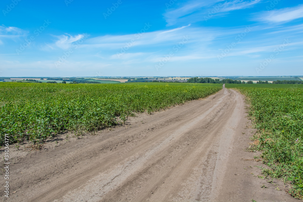 A dirt road in the field A dirt road in the field