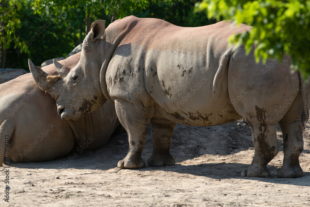 White Rhinoceros Ceratotherium Simum Rhino Summer White Rhinoceros Ceratotherium Simum Rhino Summer