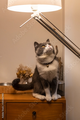British shorthair cat looking at table lamp
