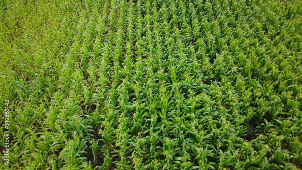 Beautiful Fertile Green Corn Field Above Drone View With Nobody Beautiful Fertile Green Corn Field Above Drone View With Nobody