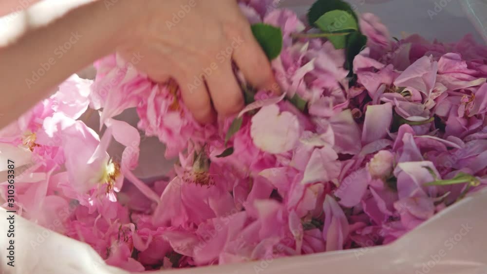 Girl with long hair sifting and sorting pink rose petals from transparent sack. Close up. Girl with long hair sifting and sorting pink rose petals from transparent sack. Close up.