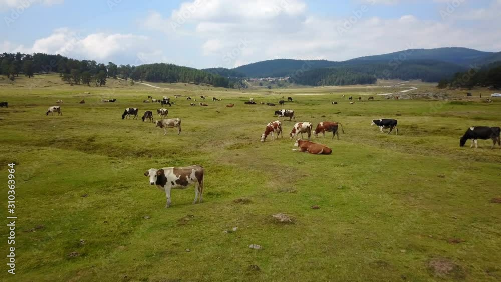 Grassing Cow Herd Beautiful Green Land Forest Mountains Drone View Grassing Cow Herd Beautiful Green Land Forest Mountains Drone View