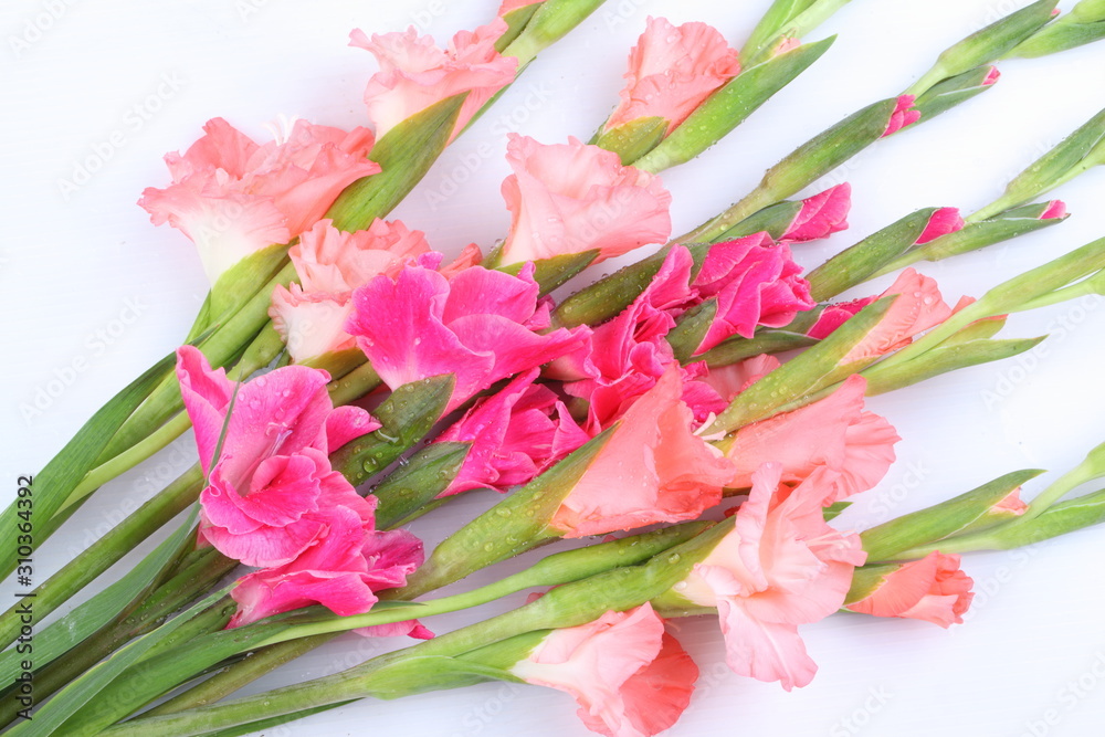 Pink gladiolus flower on white background