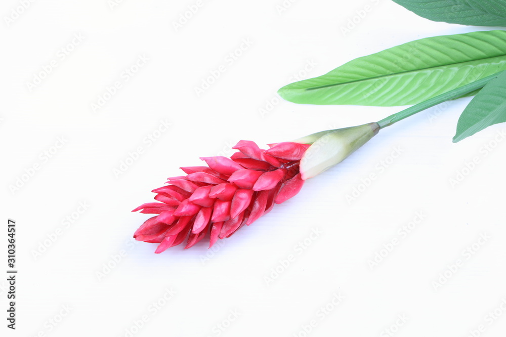 Obraz premium Fake Red cone ginger flower on white background