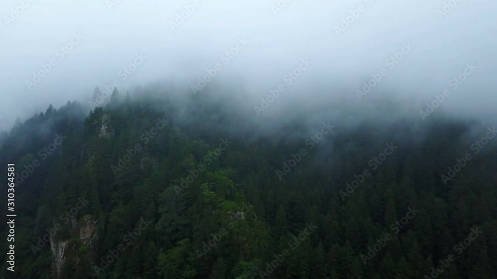 Foggy, rainy and green pine forest of mountain looking dramatic nature Foggy, rainy and green pine forest of mountain looking dramatic nature