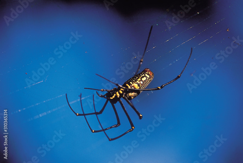 Nephila Maculata, Giant Wood Spider, on web. Karnataka, India. photo