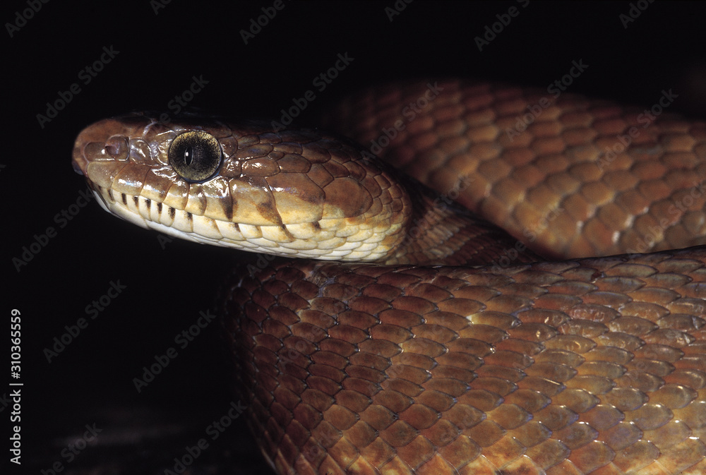 Boiga Forsteni. Forsten's Cat snake. Non venomous. Maharashtra, India. Boiga Forsteni. Forsten's Cat snake. Non venomous. Maharashtra, India.