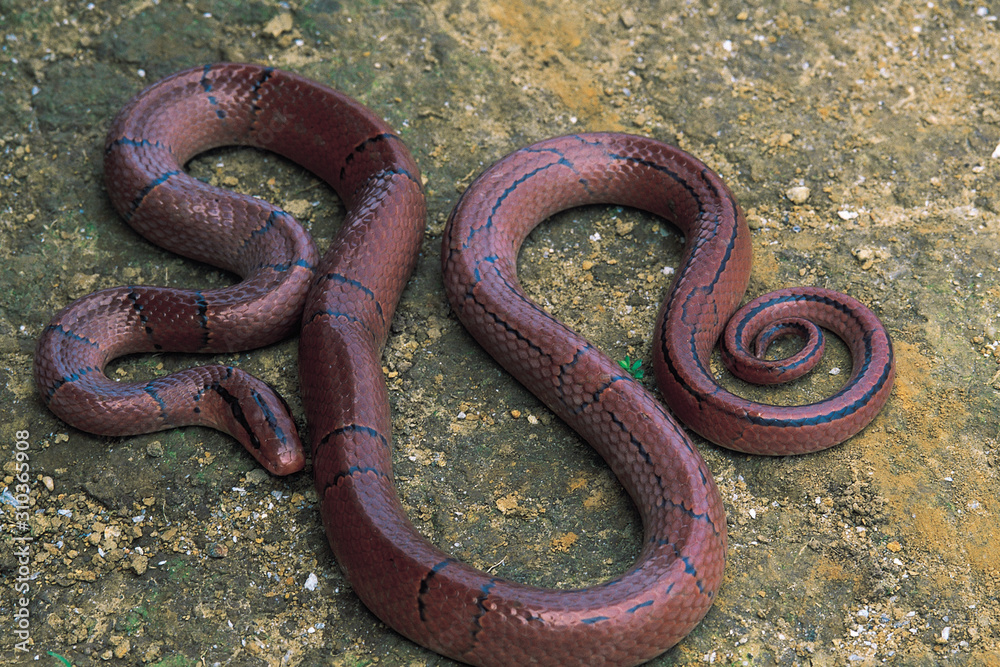 Elaphe Porphyracea Porphyracea. Red Bamboo Rat snake. Non venomous. Arunachal Pradesh, India. Elaphe Porphyracea Porphyracea. Red Bamboo Rat snake. Non venomous. Arunachal Pradesh, India.