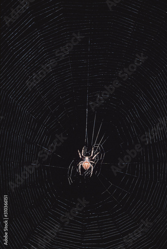 Spider in its web. Maharashtra, India.