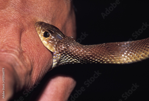 Quadro em tela Argyrogena Fasciolatus