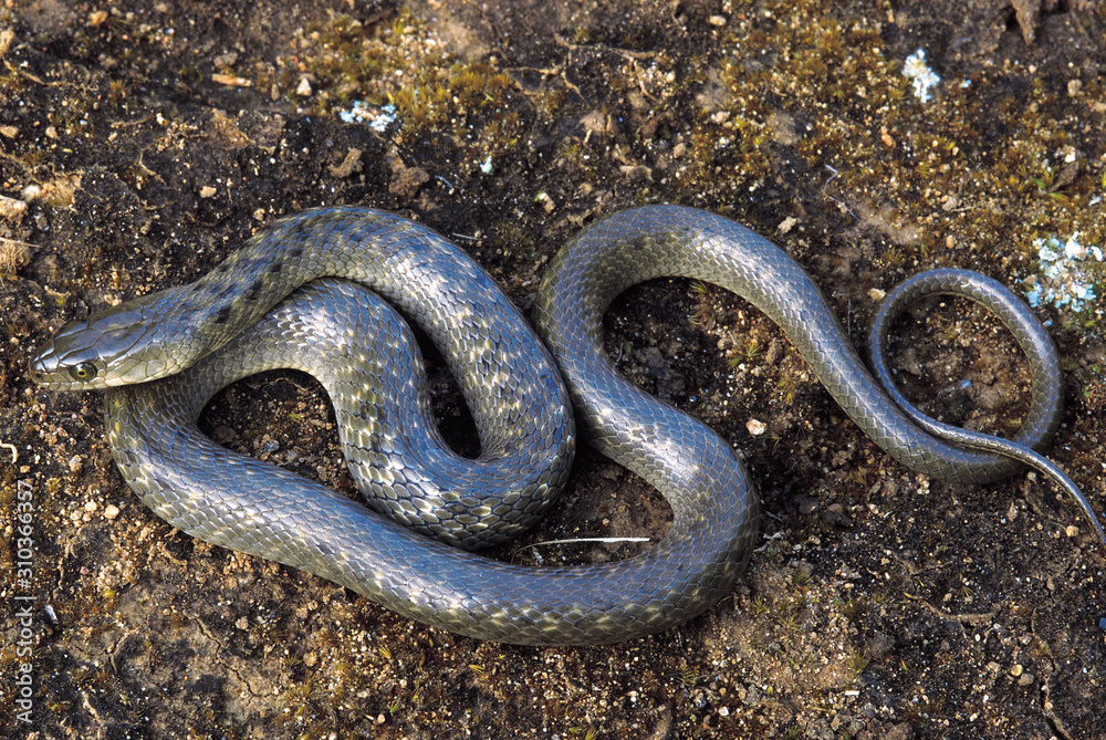 Xenochrophis Sanctijohannis. St.John's Keelback. Non venomous. Arunachal Pradesh, India. Xenochrophis Sanctijohannis. St.John's Keelback. Non venomous. Arunachal Pradesh, India.