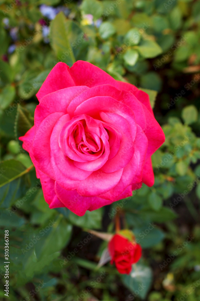 Red rose flower drops on green grass background. Fresh beautiful scarlet rose in the garden on a background of blurry green foliage. Soft focus. Vertical photo. Summer background with flower Red rose flower drops on green grass background. Fresh beautiful scarlet rose in the garden on a background of blurry green foliage. Soft focus. Vertical photo. Summer background with flower