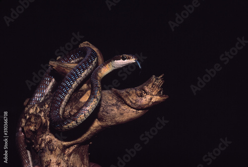 Dendrelaphis Tristis. Bronzeback sporting alarm colours. Non venomous. Akurdi Snake Park, Pune, Maharashtra, India.