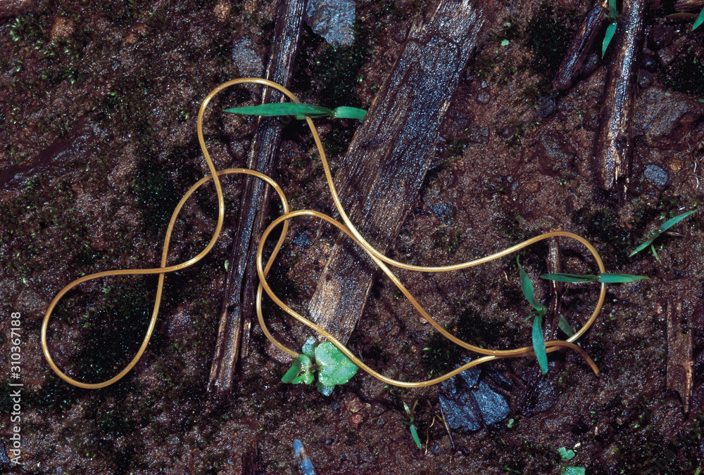Phylum Nematomorpha. Horsehair worm. Gordian worms, Rarely available